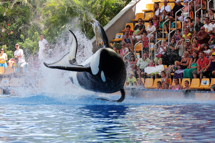 Loro Parque orca