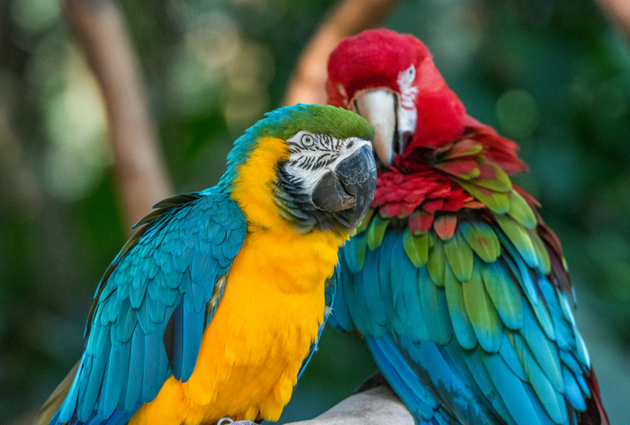 parrots loro parque