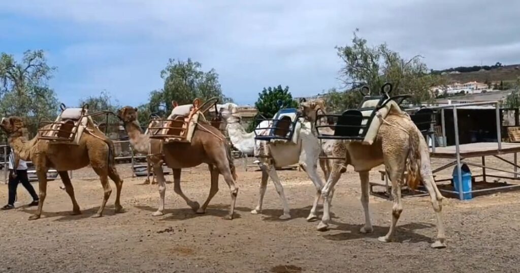 camel park