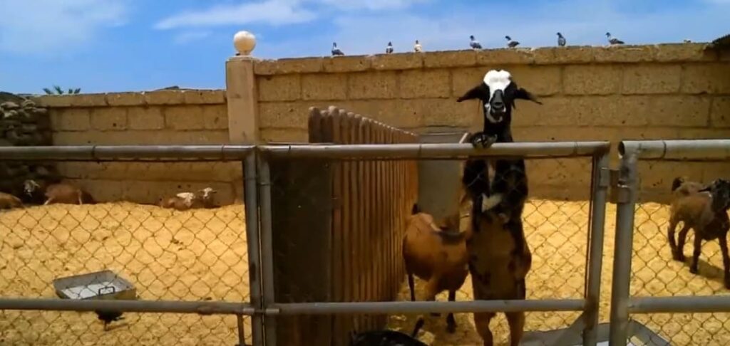 farm camel park