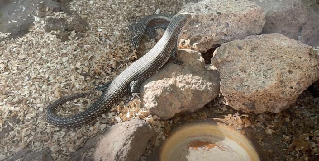 lizzard monkey park